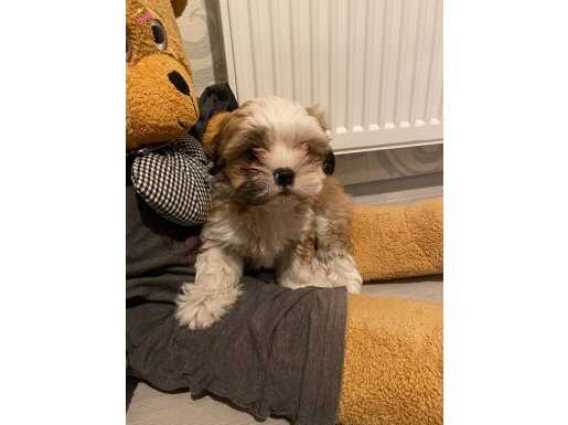 Tatlı 3.5 aylık yavru shih-tzu 