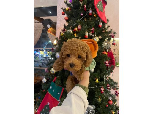 Pasaport çip aşı tam yatağı kafesi taşması dahilinde 