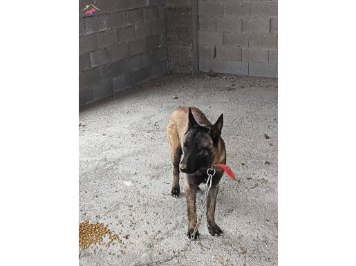 K9 köpek pazarlık payı vardır 