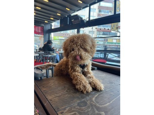6 Aylık Tuvalet ve Komut Eğitimli Erkek Toy Poodle 