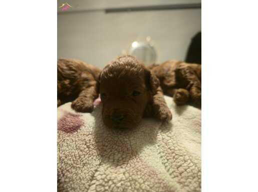 Anne baba kore dark red dişimiz