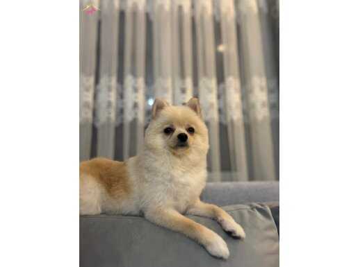 Sahibinden satılık acil herşeyi mevcut fişine kadar 