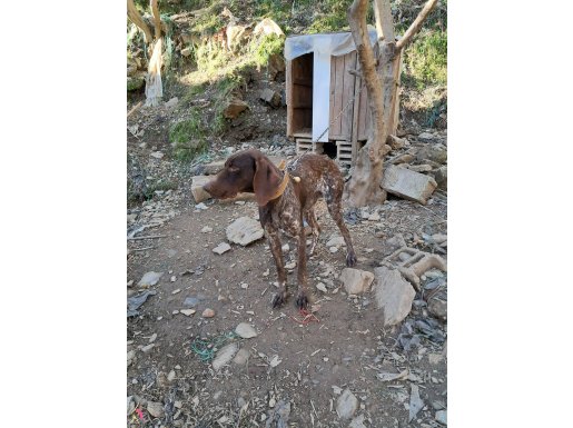 Usta av köğegi hem kuş hem tavşancı