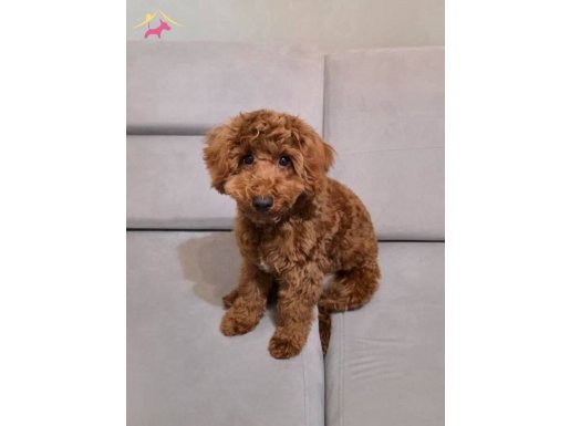 6 Aylık Oyuncu Dişi Toy Poodle | Aşıları Tam Sevecen Yumak