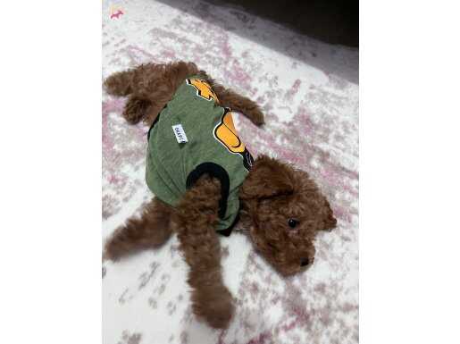 3 AYLIK ERKEK TOY PODDLE AŞILARI TAM