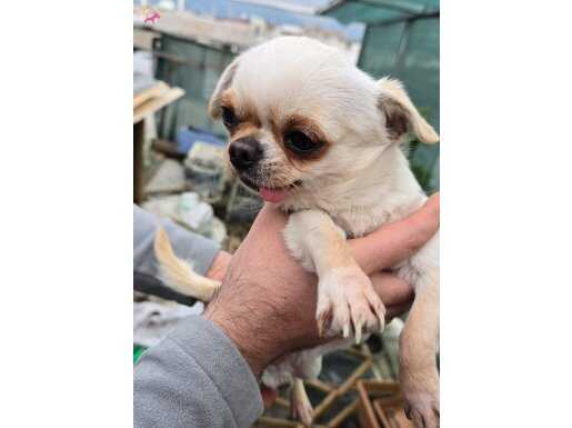 chihuahua ( şivava )Pinscher