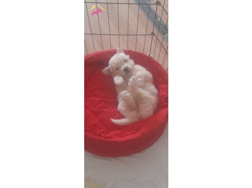 Veteriner Bakımlı ( Çis ve kaka eğitimi son aşamada)