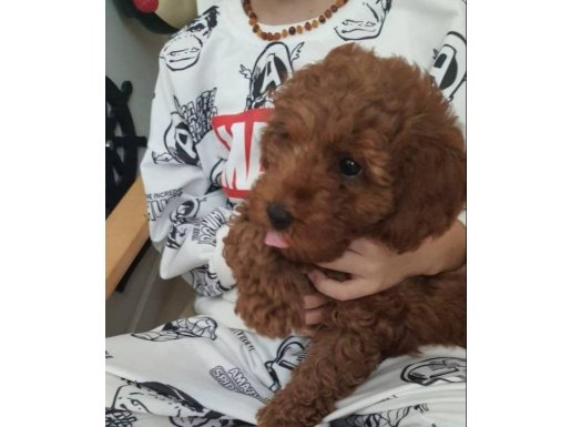 toy poodle minik