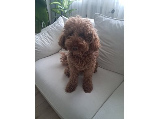 karamel Toy Poodle