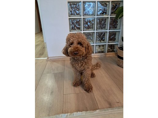 Ayrılık Vakti: Evimizin Neşesi Karamel Toy Poodle