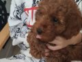 toy poodle minik