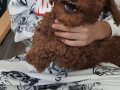 toy poodle minik