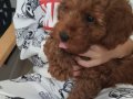 toy poodle minik