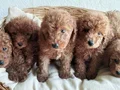 Poodle bebeklerim