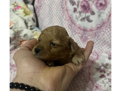 Kore Toy Poodle Yavruları: Anne Baba SCR Kayıtlı Minyatür Boylar