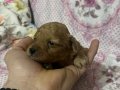 Kore Toy Poodle Yavruları: Anne Baba SCR Kayıtlı Minyatür Boylar