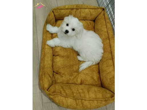 2.5 Aylık Yavru Orjinal Dişi Maltess Terrier