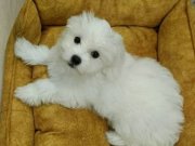 2.5 Aylık Yavru Orjinal Dişi Maltess Terrier