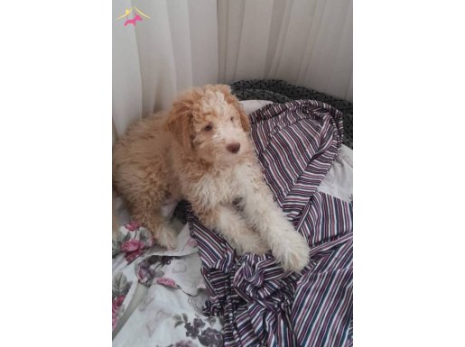 4 aylık maltipoo 