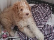 4 aylık maltipoo 