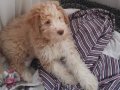 4 aylık maltipoo 