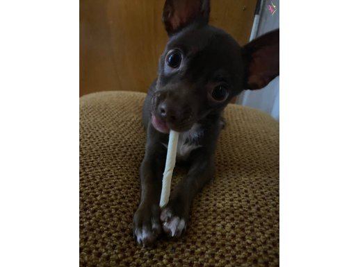 Erkek 4,5 aylık chihuahua şivava