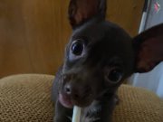 Erkek 4,5 aylık chihuahua şivava