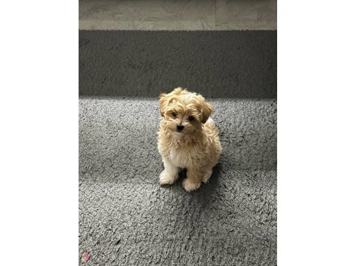 Orjinal kore maltipoo