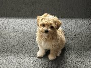 Orjinal kore maltipoo