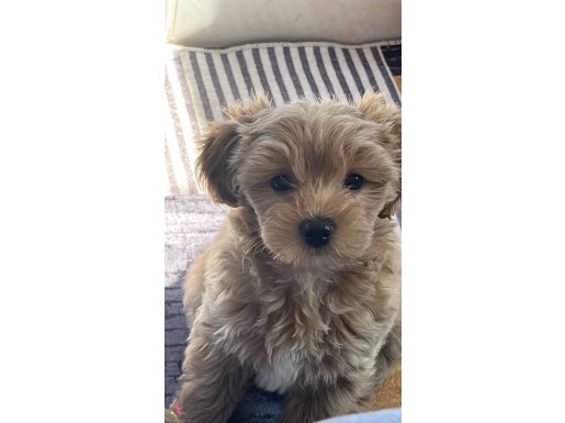maltipoo 2 aylık dişi 