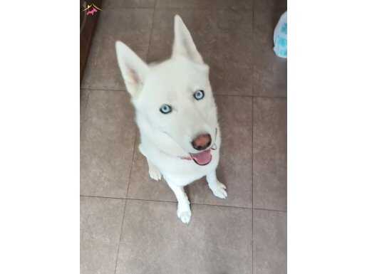 2 yaşında kısır erkek husky ücretsiz sahiplendirilicek