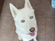 2 yaşında kısır erkek husky ücretsiz sahiplendirilicek