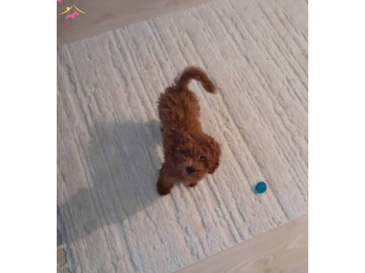 4 aylık tuvalet eğitimli sevimli dostum-ilk bir kaç aşısı ok