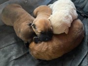 cin aslanı yavrularımız 2 aylık