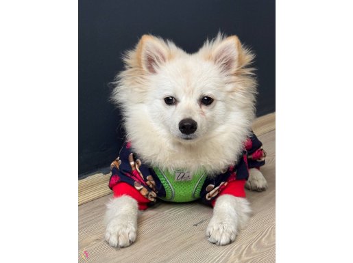 7 aylık alman spitz