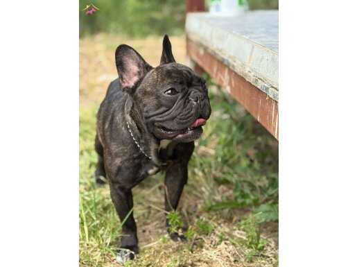 Uysal French Bulldog Dostunuz uyguna verilicektir 