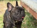 Uysal French Bulldog Dostunuz uyguna verilicektir 