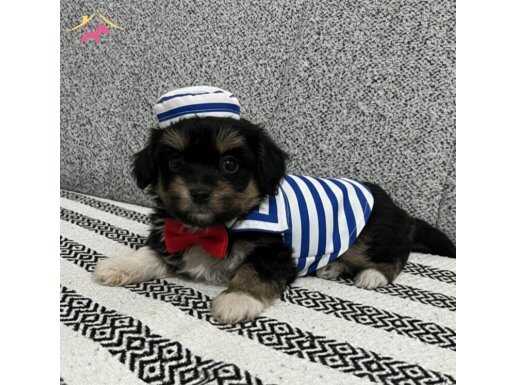 KÖPEKTE KALİTE ASLA TESADÜF DEĞİLDİR 