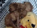 Toy poodle yavru 