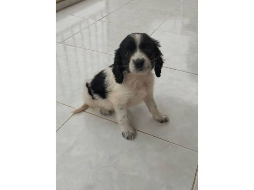 Poogle çok tatlı tam bir oyunbaz