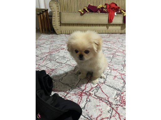 2 AYLIK ERKEK PEKİNEZ