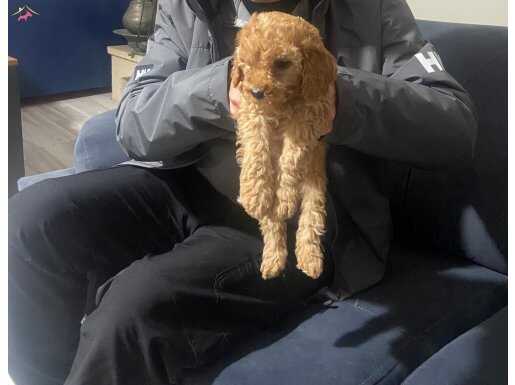 Toy Poodle Yavrumuz