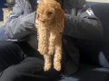 Toy Poodle Yavrumuz