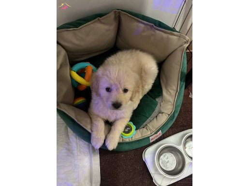 2 aylık dişi golden tuvalet eğitimli sağlık garantili yavru