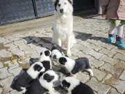 Mavi gözlü yavrular