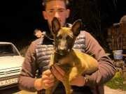 3 aylık Belçika kurdu