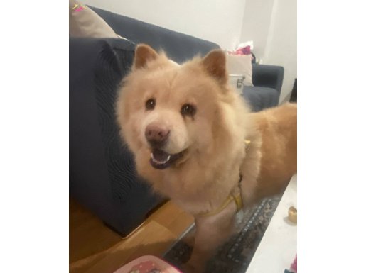 Safkan ve cinsinin en güzeli Çin Aslanı kızım Badem