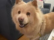 Safkan ve cinsinin en güzeli Çin Aslanı kızım Badem