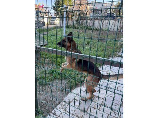 Güçlü Formda Dişi K9