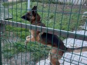 Güçlü Formda Dişi K9